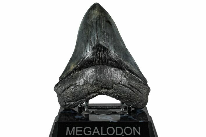 Serrated, Fossil Megalodon Tooth - South Carolina #325764